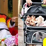 Pedro Sola violencia perritos