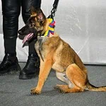 Venezuela Ejército Mexicano cachorra