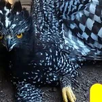 águila tirana en Sierra Gorda