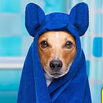 frecuencia bañar a tu perro
