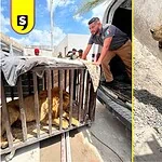 león africano abandonado Matamoros