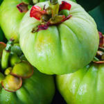 Garcinia Cambogia