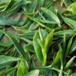 Green Tea Leaves