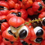 guarana