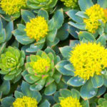 Rhodiola Rosea