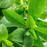 Stevia Leaf