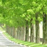 滋賀県マキノメタセコイヤ並木道