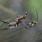 A large spider in a web.
