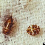 Carpet beetle and larva