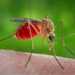 Mosquito