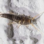 Silverfish