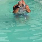 Referenzen 342 Terramore-Bodendesign Pool_3709