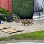 Referenzen 11 ©Terramore-Bodendesign_IMG_1208 Pool mit Steinteppich Umrandung, Katze als Baustelleninspektion