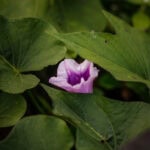 sweet potato flower