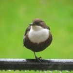 Enjoy the wildlife