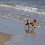 Let your dog run free in this beautiful valley