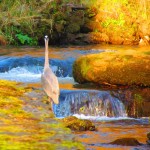 Herons, dippers, buzzards, red kites, kingfishers ...