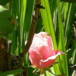 Rose in garden