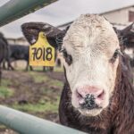 Positive Auswirkungen von veganer Ernährung auf das Wohl von Tieren