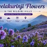 Neelakurinji Flowers in Nilgiri – The Rare 12-Year Blooming Wonder