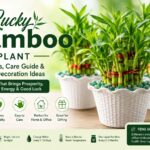 Healthy Lucky Bamboo plants in decorative white ceramic pots with blue stones, ideal for indoor home and office decoration.