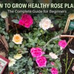 Beautiful pink, white, and cream rose flowers blooming in a healthy home garden.