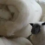 Wool Batts