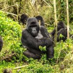 Rwanda Gorilla Trekking Tours