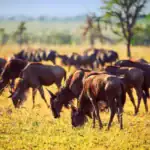 What Is Serengeti National Park Famous For?