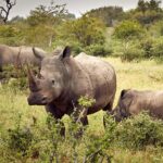 Ziwa Rhino Sanctuary