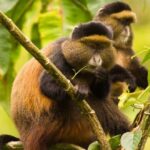 4 Day Bwindi Gorilla Habituation Experience & Rwanda Golden Monkey Safari from Kigali