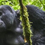 1 Day Gorilla Trekking in Bwindi from Kigali