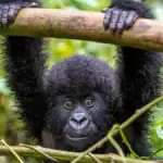 3 Day Bwindi Gorilla Trekking Safari Uganda