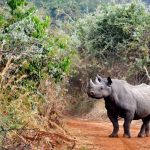 5 days Rwanda Gorillas & Wildlife Safari