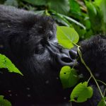1 Day Rwanda Gorilla Trekking Safari from USA