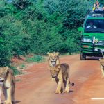 5 Days Rwanda Volcanoes and Akagera Safari