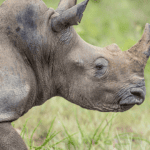 3 Days Rwanda Gorilla Trekking and Big 5 Safari