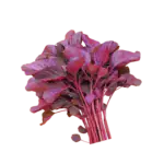 Vitamin A, Vitamin C, Iron, Calcium and Protein