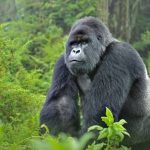 Have You Ever Wondered Where the Name “Gorilla”