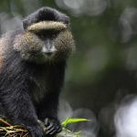 Uganda’s World of Primates