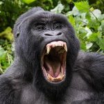 Why Uganda Isn’t as Globally Recognised as It Could Be
