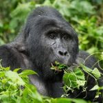 Luxury Gorillas and Game Safari in Uganda