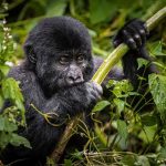 Best Month for Gorilla Trekking in Uganda