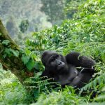 Book Gorilla Trekking and a Wildlife Safari in Uganda