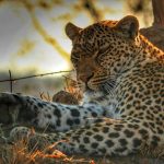 Filming Leopards in Queen Elizabeth