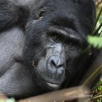 Uganda Rwanda Gorilla Trekking