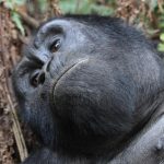 Gorilla trekking is worth the money