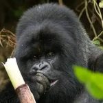 The Finest Luxury Gorilla Trekking Experiences
