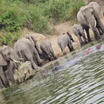 herds of elephants