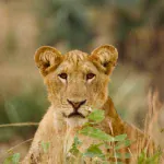 Akagera national Park